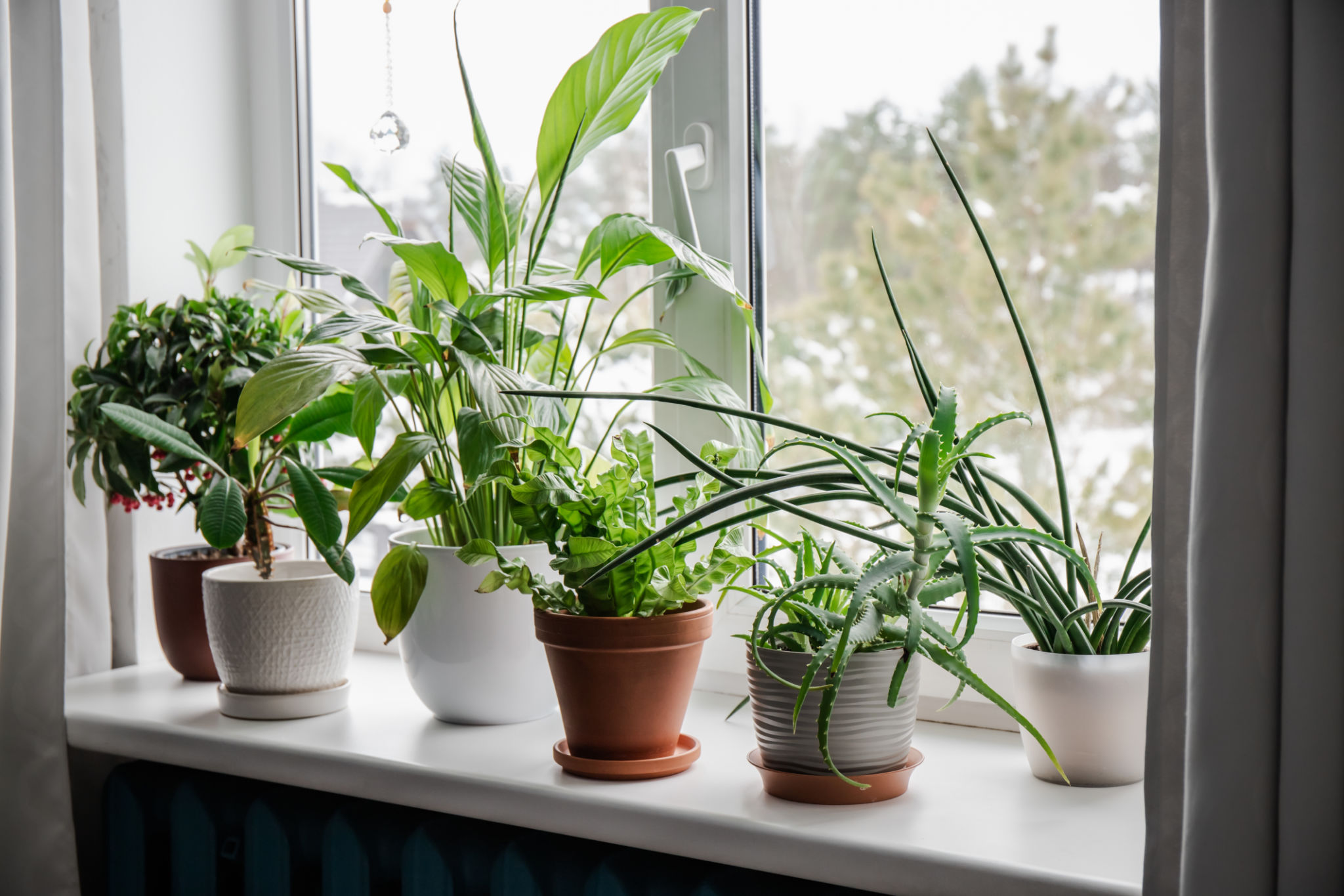 houseplants winter