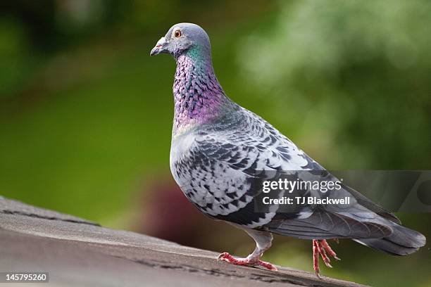 homing pigeon - homing pigeon fotografías e imágenes de stock