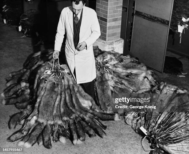 Warehouseman with some of the 20,000 red fox furs offered for sale at auction, at the Hudson's Bay Company in its York Factory trading post on Hudson...