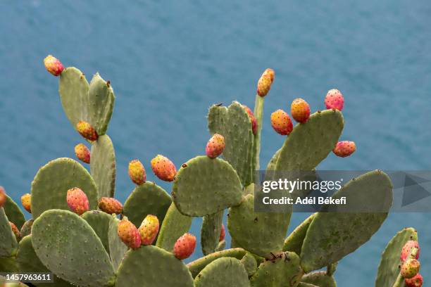 prickly pear cactus  against blue background - cactus blossom stock pictures, royalty-free photos & images