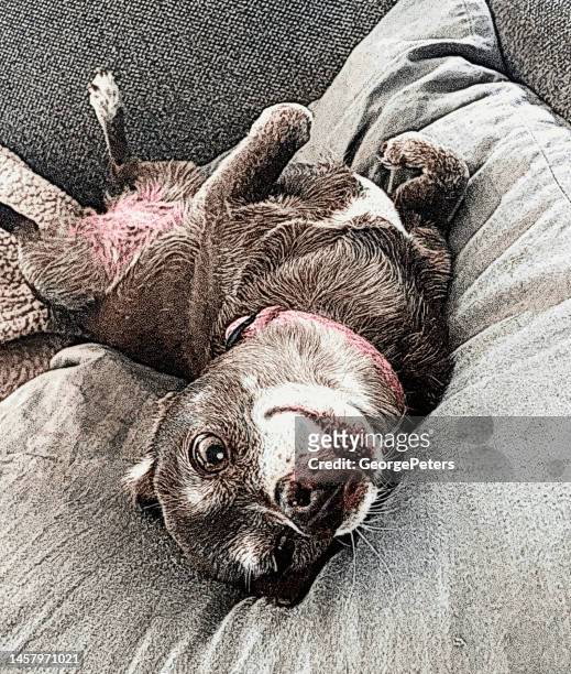 glücklicher chihuahua-mischlingshund nach der adoption - mixed breed dog stock-grafiken, -clipart, -cartoons und -symbole