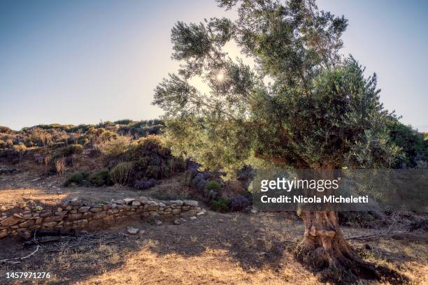olive tree - naxos stockfoto's en -beelden