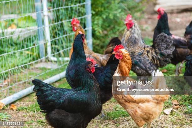 poultry and eggs on rural western usa farmers ad farms agriculture livestock and people photo series - chickens stock pictures, royalty-free photos & images