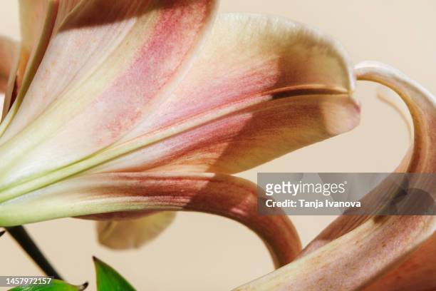 flowers concept. lily flowers close-up on beige background. - lily flower stock pictures, royalty-free photos & images