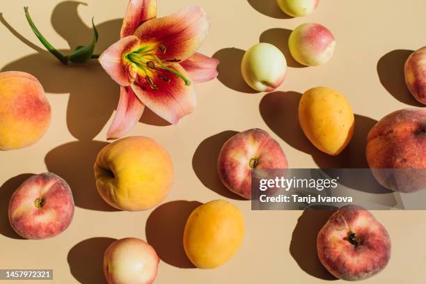 lily flowers and peaches on beige background. summer still life scene. minimal modern concept. flat lay, top view - fruit flat lay stock pictures, royalty-free photos & images