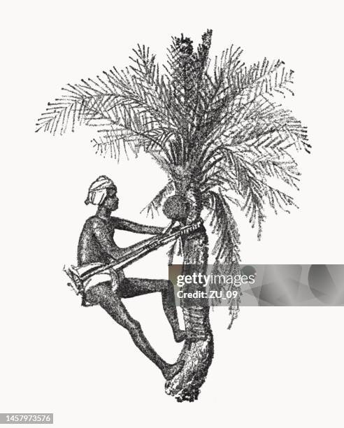 indian palm climber at work, halftone print, published in 1899 - palmera stock illustrations