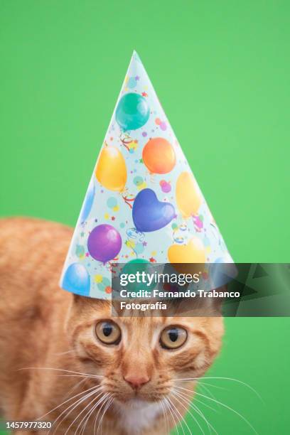 cat with party hat - happy birthday cat stock pictures, royalty-free photos & images