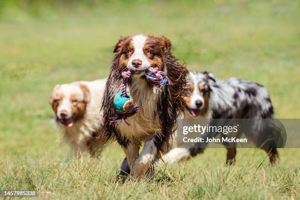 australian shepherds at play - off leash dog park stockfoto's en -beelden