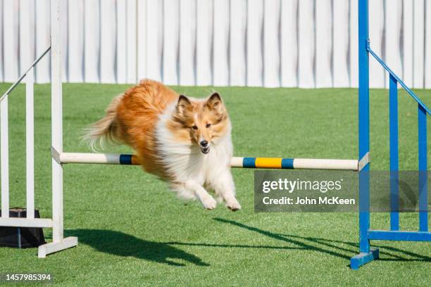 shetland sheepdog jumping over a hurdle - dressage foto e immagini stock
