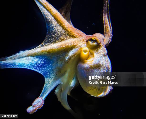 octopus - kraken bildbanksfoton och bilder