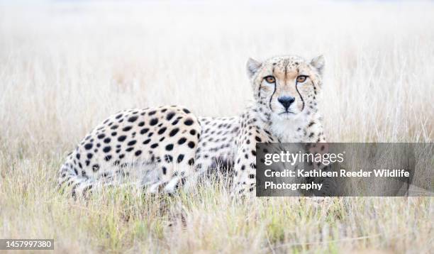 cheetah in south africa - gepardenfell stock-fotos und bilder