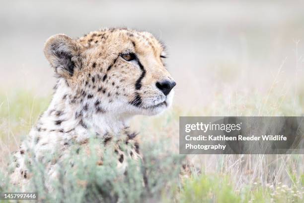 cheetah in south africa - gepardenfell stock-fotos und bilder