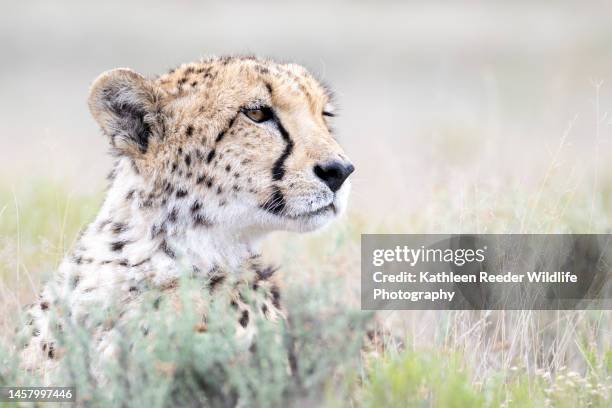 cheetah in south africa - cheetah print stock pictures, royalty-free photos & images