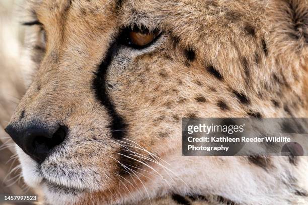 cheetah in south africa - luipaardprint stockfoto's en -beelden