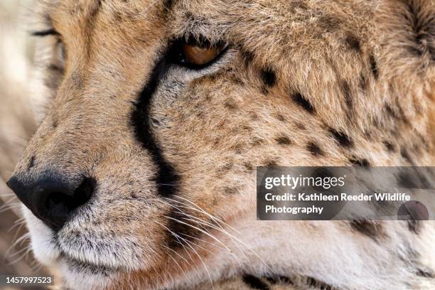 cheetah in south africa - gepardtryck bildbanksfoton och bilder