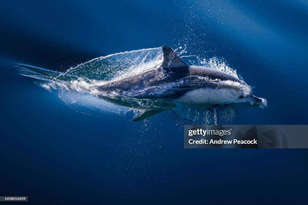 Long-beaked common dolphin (Delphinus capensis) in the Santa Barbara Channel.