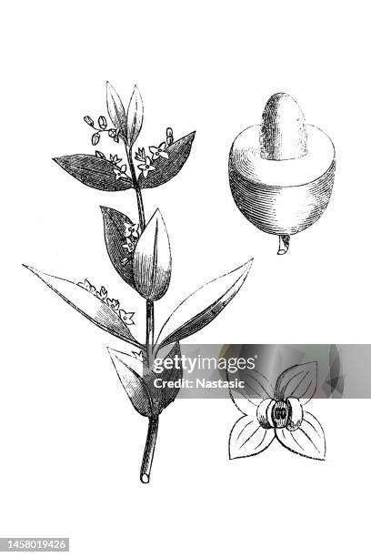 olea europaea (olive tree) - olive tree stock illustrations