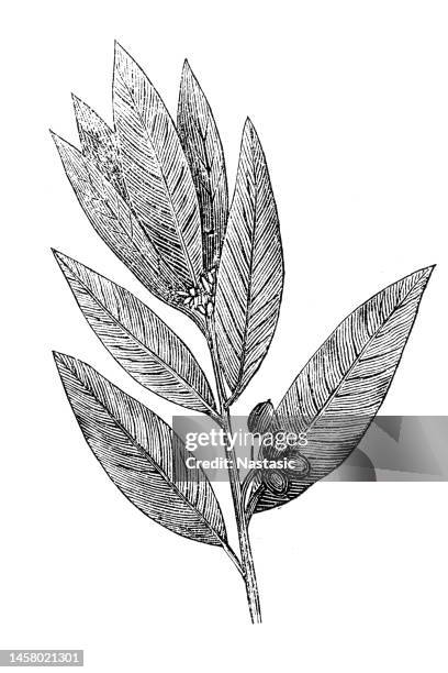 illustrations, cliparts, dessins animés et icônes de laurus nobilis, laurier, laurier - laurier