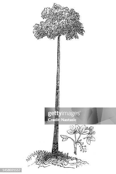rubber tree (siphonia elastic) - rubber tree stock illustrations