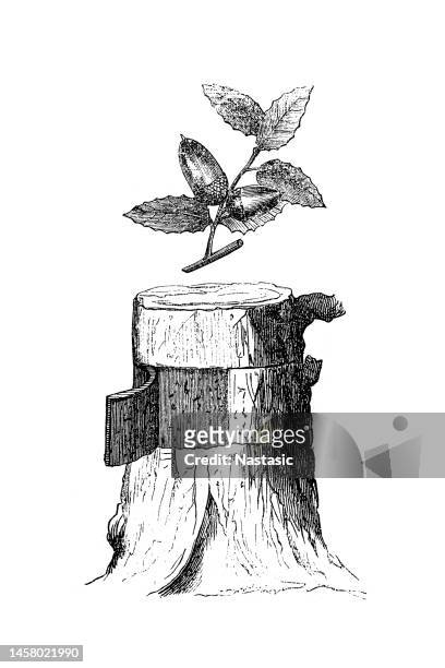 korkeiche (quercus suber) - cork tree stock-grafiken, -clipart, -cartoons und -symbole