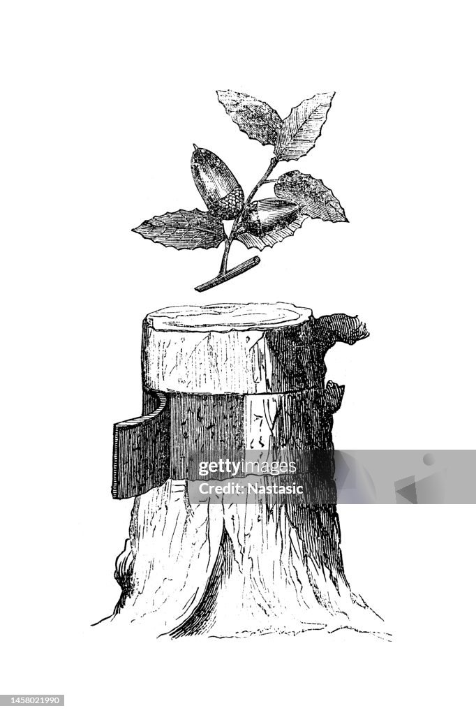 Cork oak (Quercus suber)