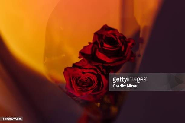 bouquet of two red roses with romantic light. valentine's day celebration. - couple dark background stock-fotos und bilder