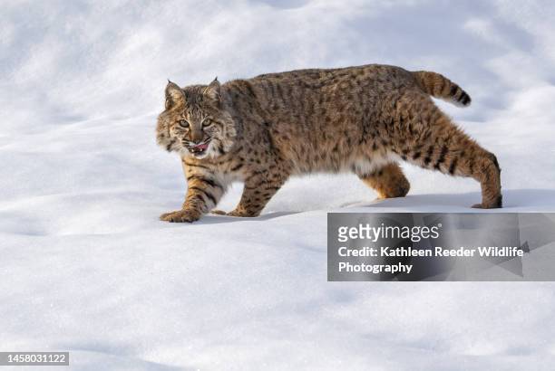 bobcat - lynx photos et images de collection