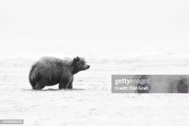 coastal brown bear - nordhalbkugel stock-fotos und bilder