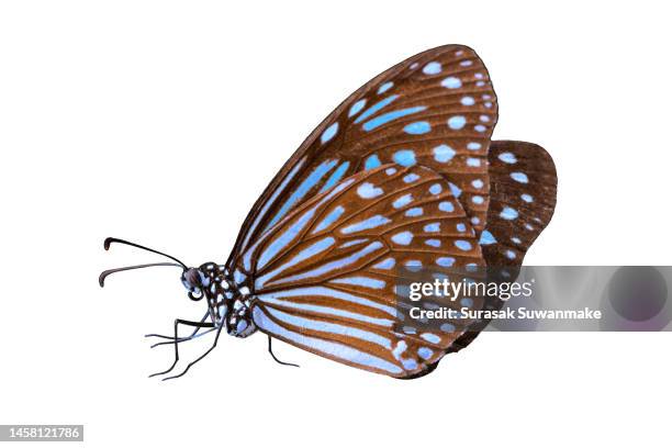 color of blue nature butterfly isolated on white background - papillon de nuit photos et images de collection