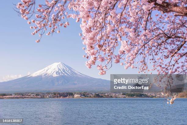 fuji mountain and pink sakura branches at kawaguchiko lake - präfektur yamanashi stock-fotos und bilder