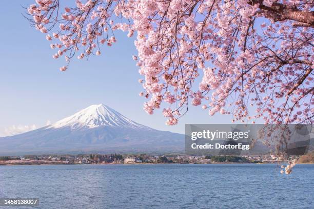 fuji mountain and pink sakura branches at kawaguchiko lake - tokyo temple stock pictures, royalty-free photos & images