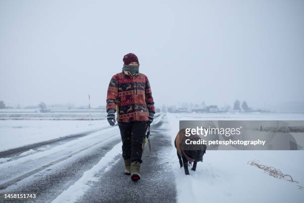 snowy day country side road walking with dog off leash - lead off stock pictures, royalty-free photos & images