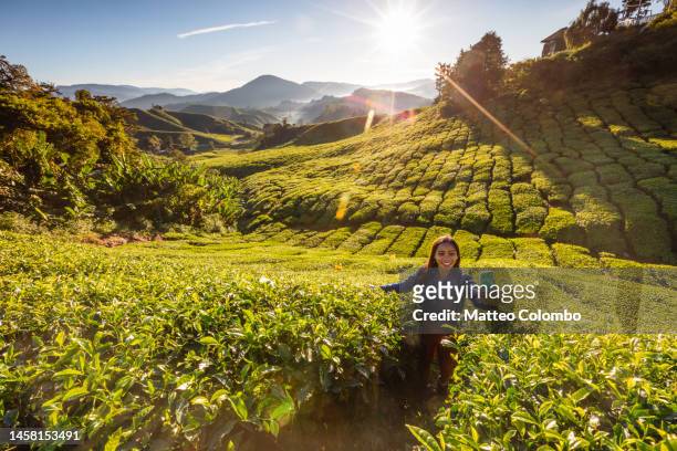 asian woman taking a selfie in the tea plantation, cameron highlands - cameron highlands stock pictures, royalty-free photos & images