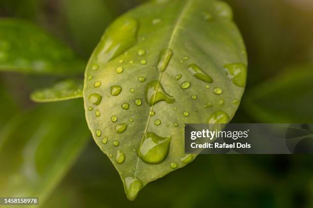 water drops on leaf - raindrop stock-fotos und bilder