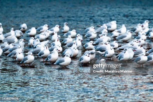 gulls in the kamo river - black headed gull stock pictures, royalty-free photos & images