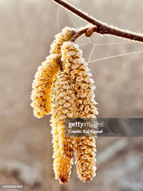 frost on hazel tree (corylus avellana) in close up. - pussy willow stock pictures, royalty-free photos & images