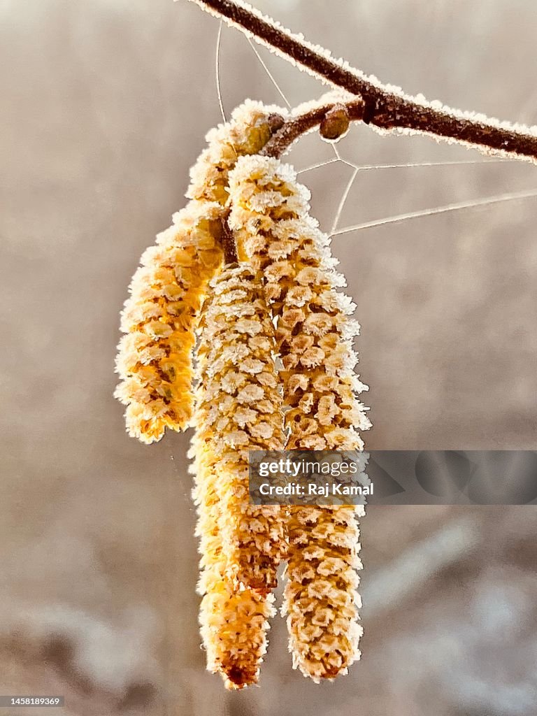 Frost on Hazel tree (Corylus avellana) in close up.