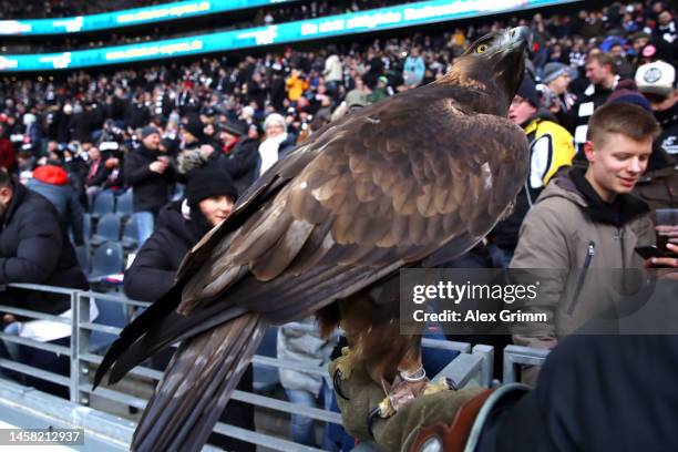 Attila the Eagle, Mascot of Eintracht Frankfurt, is carried pitchside prior to the Bundesliga match between Eintracht Frankfurt and FC Schalke 04 at...