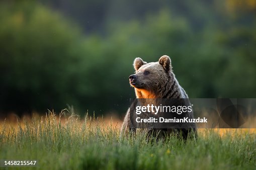 Orso bruno (Ursus arctos) Orso bruno (Ursus arctos)