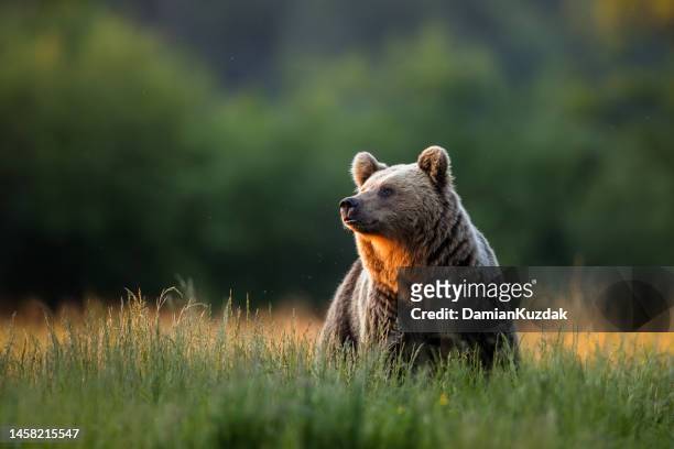 urso de brown (arctos do ursus) - espécie ameaçada - fotografias e filmes do acervo