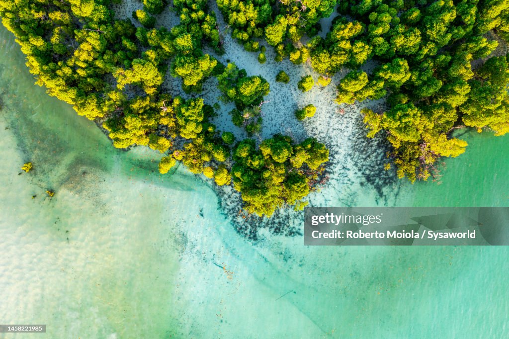 Overhead view of a tropical mangrove lagoon