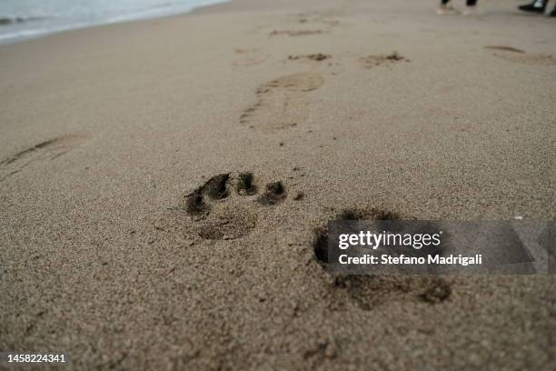 dog footprints on the sand - dogs in sand stock pictures, royalty-free photos & images