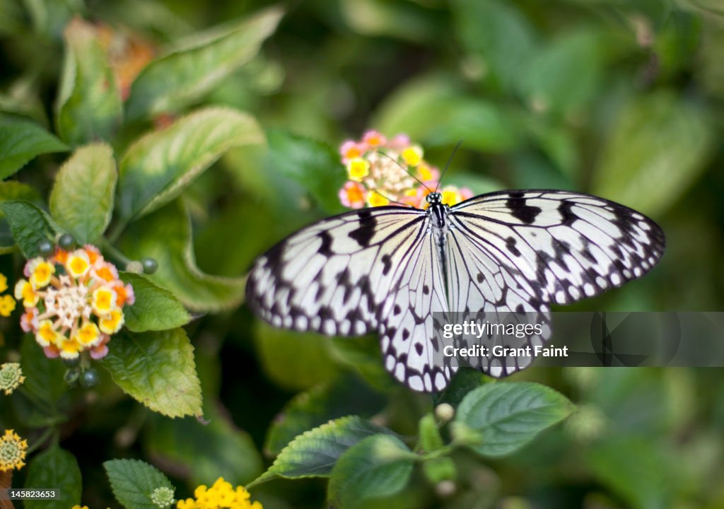 Butterfly on flowers.