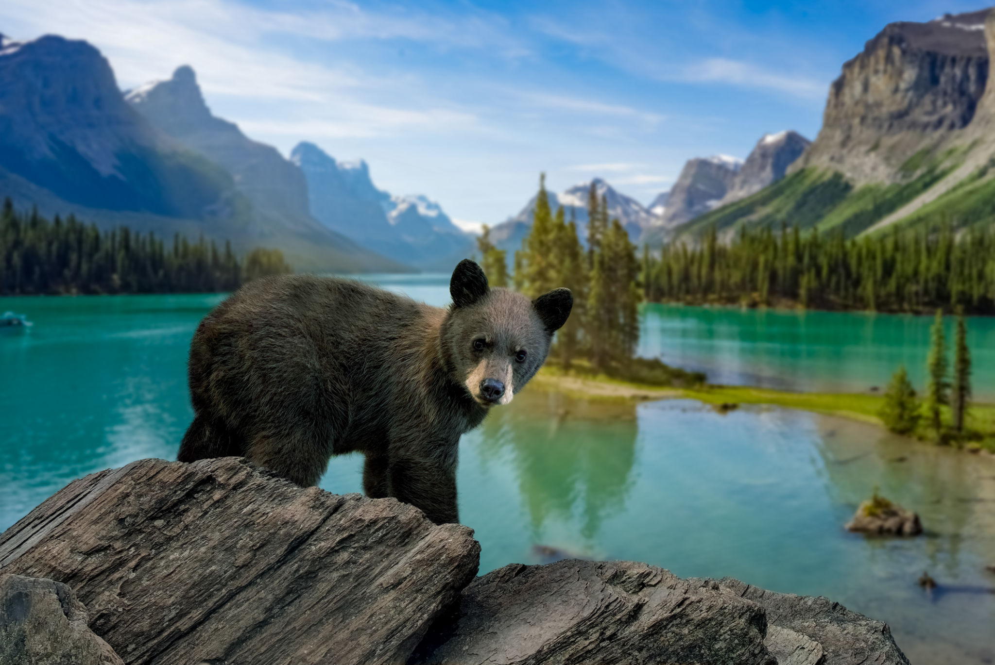 summer wildlife alberta