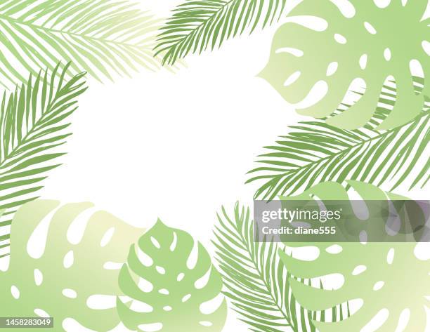 tropical leaves border on a transparent background - monstera leaf stock illustrations