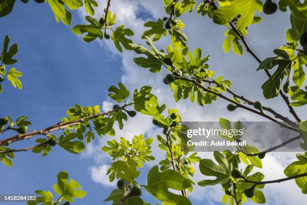 low angle view of fig tree against sky - hungary summer stock pictures, royalty-free photos & images