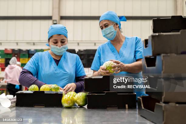 uniformed women working in a fruit processing factory, ripe maraculla, sorting by size and color, packing. concept of industrial production in the food industry. - packing food stock pictures, royalty-free photos & images