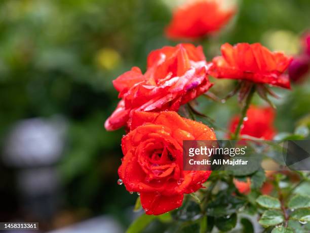 rose flowers under rain - ali rose fotografías e imágenes de stock