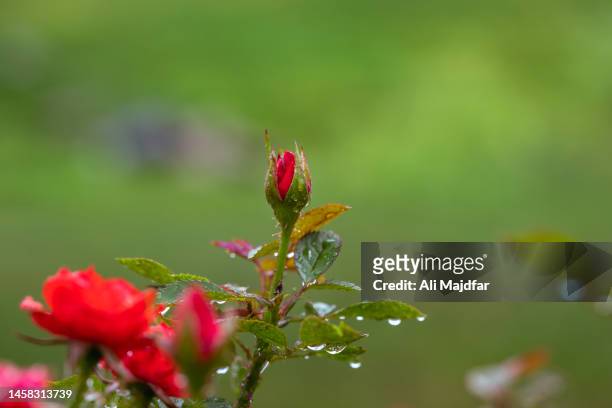 rose flowers at rain - ali rose fotografías e imágenes de stock