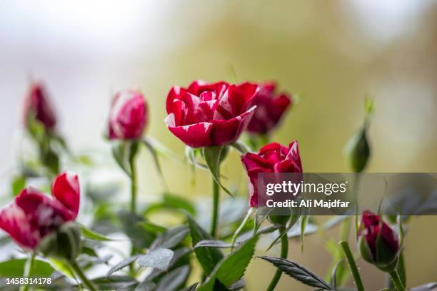 rose flower - ali rose fotografías e imágenes de stock